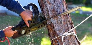 Professional Tree Services in Lanett, AL