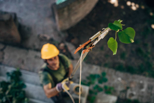 How Our Tree Care Process Works  in  Lanett, AL