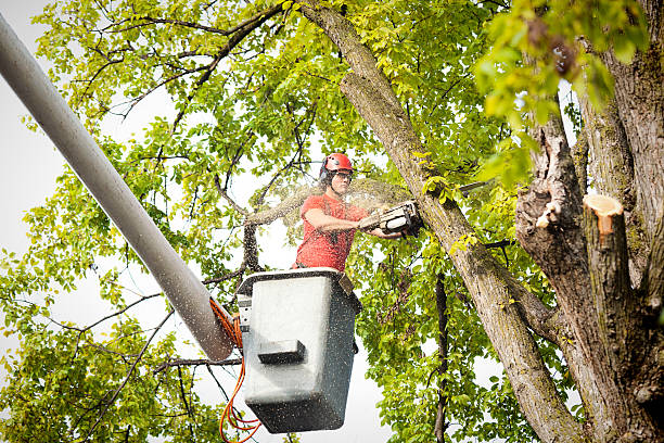 Best Storm Damage Tree Cleanup  in Lanett, AL